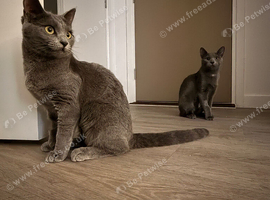 Gorgeous female kittens