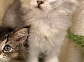 British longhair Silver shaded Male