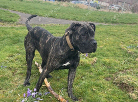 1 year old female mastiff
