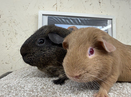 Bonded boars ready to go