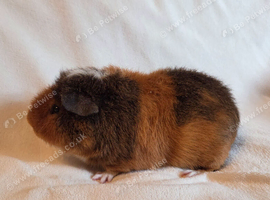 Teddy Boars available