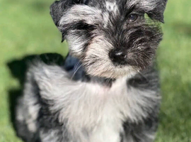 Amazing kc reg mini schnauzer puppies