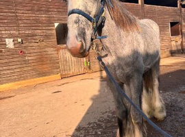 quality 1 year old cob gelding
