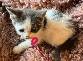 Blue and white kittens