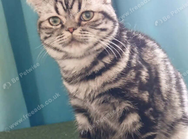 Bsh. Silver Classic Tabby .