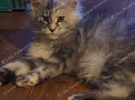 Gorgeous Mainecoons
