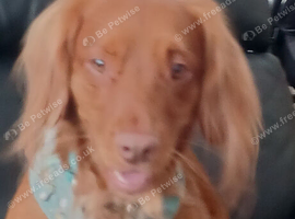 Male cocker spanial dog