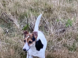 Spot