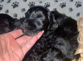 Cocker spaniel puppies