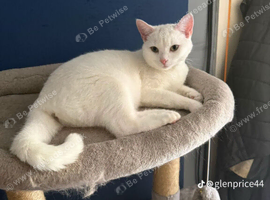 White female cat