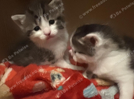 2 Kittens for sale