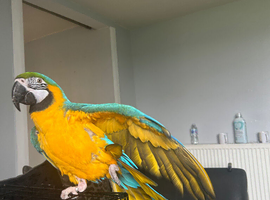 Blue & gold macaw