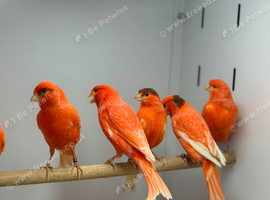 Red factor canaries
