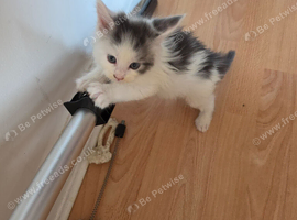 TICA REGISTERED STUNNING KITTENS
