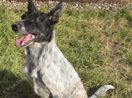 border collie mix