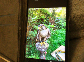 Looking for private lands to train and fly birds of prey on