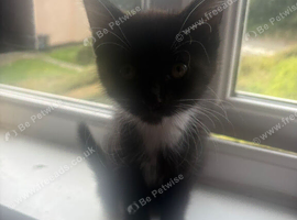 Gorgeous black and white kittens