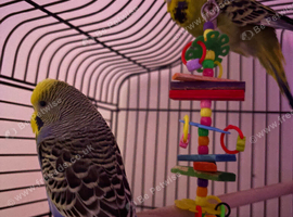 Two Bonded Budgies - Green & Blue - Large Cage & Accessories Included