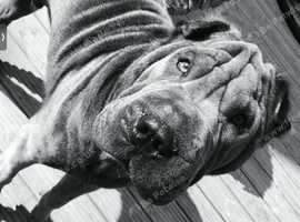 Male Sharpei for stud