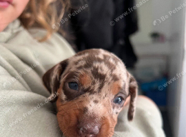 Beautiful dapple minis two boys left