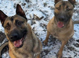 German Shepherd x Belgian Malinois Brothers Looking For Their Forever Home