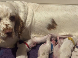 RKC Registered Show Clumber Spaniels