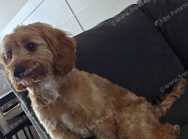6 month old cavapoo female