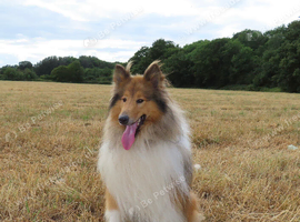 Rough collie stud
