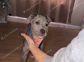 Puppy for sale