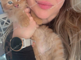 Kittens for sale