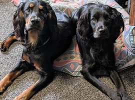 Working Cocker Spaniel Puppies