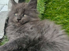 3 tica polydactyl. Ready now