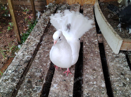 Pigeons looking for a new home