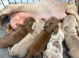 Miniature dachshunds