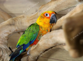 Jenday Conure untamed babies available.14