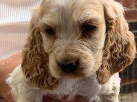 Show Cocker spaniels