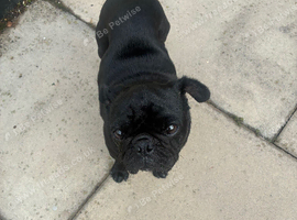 Pug