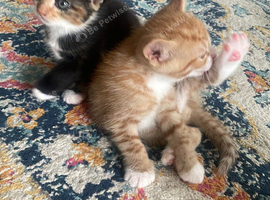 *3 Left*Beautiful Kittens for sale &pound;50