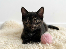 Affectionate hand reared kittens for sale