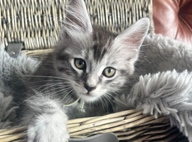 Ragamuffin x Maine Coon Kittens For Sale