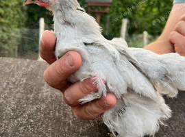 Lavender Pekin Bantum Cockerel