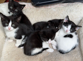 Kittens ready for new home NOW