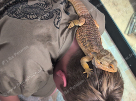 Bearded dragon