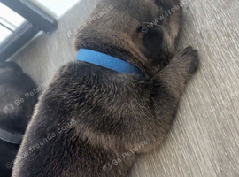 German shepherd cross puppies