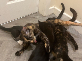 8 kittens for sale