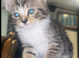 Kittens ready for forever home