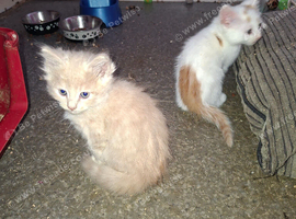 4 beautiful kitten baby's ready for there loving homes