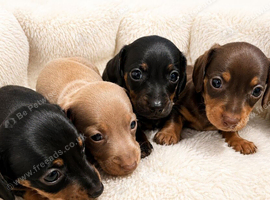 Miniature dachshund puppies