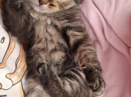 5 Adorable Kittens Looking for Loving Homes