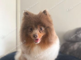 Male Pomeranian